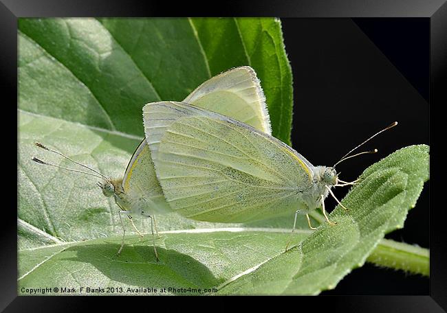Mating Small Whites Framed Print by Mark  F Banks