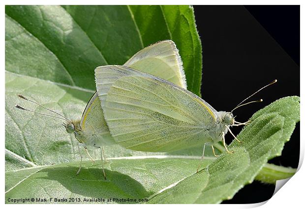 Mating Small Whites Print by Mark  F Banks