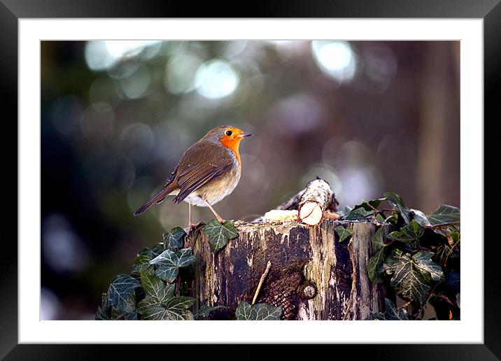 Cock Robin Framed Mounted Print by Rick Parrott
