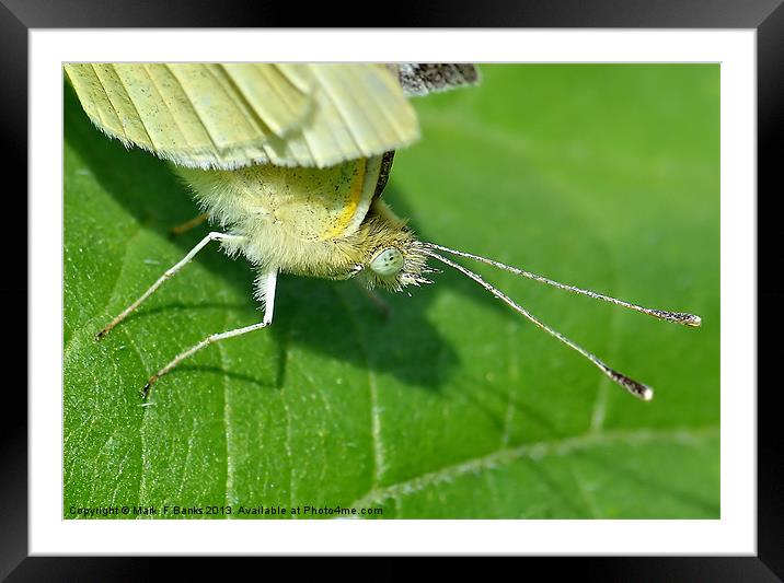 Small White Head Macro Framed Mounted Print by Mark  F Banks