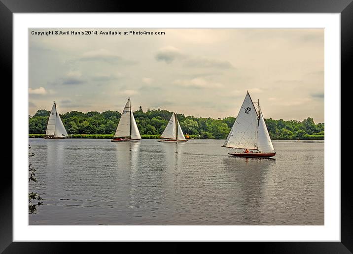 Sailing on Wroxham Broad. Framed Mounted Print by Avril Harris