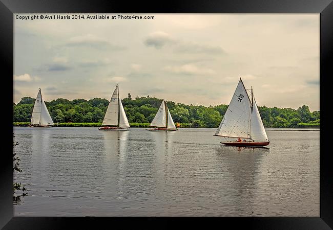 Sailing on Wroxham Broad. Framed Print by Avril Harris