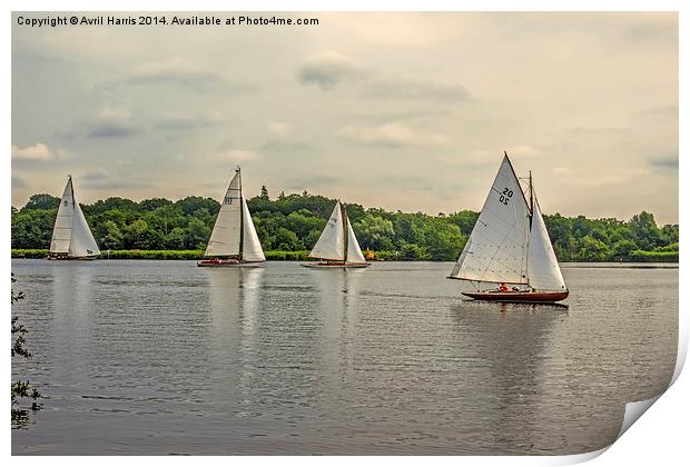 Sailing on Wroxham Broad. Print by Avril Harris
