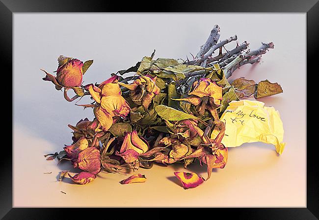 Yesterdays Roses Framed Print by Rick Parrott