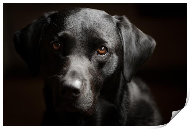 Black Labrador Print by Simon Wrigglesworth