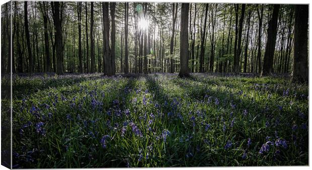 Bluebell sunrise Canvas Print by Dave Wragg