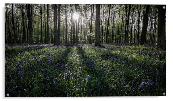 Bluebell sunrise Acrylic by Dave Wragg