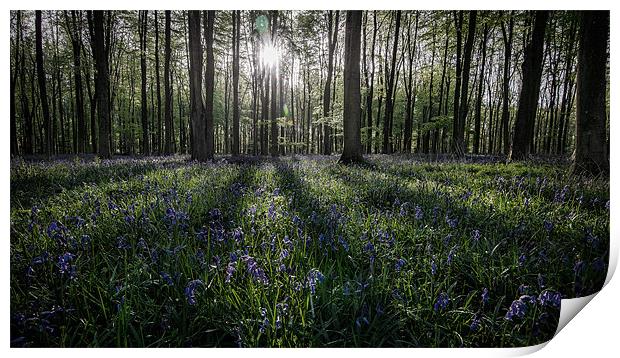 Bluebell sunrise Print by Dave Wragg