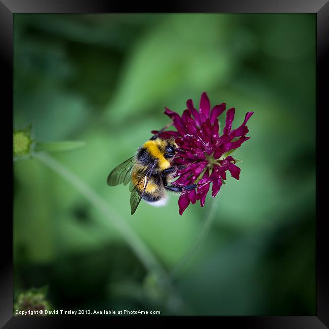 Bumblebee Framed Print by David Tinsley