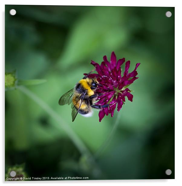 Bumblebee Acrylic by David Tinsley