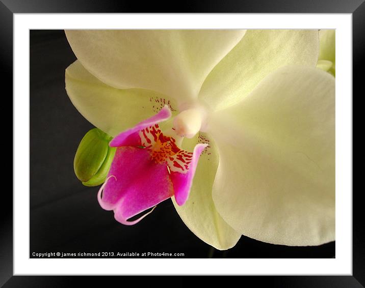 Orchid Flower Framed Mounted Print by james richmond