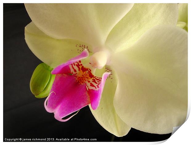 Orchid Flower Print by james richmond