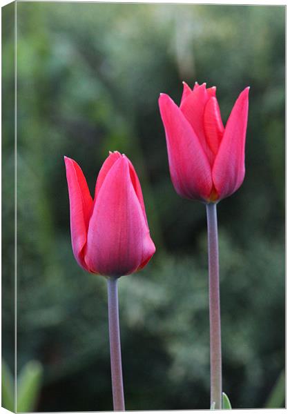 Church Garden Tulips Canvas Print by paul wheatley