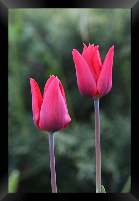 Church Garden Tulips Framed Print by paul wheatley