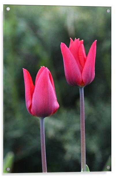 Church Garden Tulips Acrylic by paul wheatley
