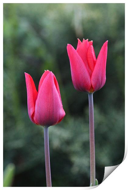 Church Garden Tulips Print by paul wheatley