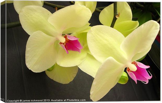 Orchid Duo Canvas Print by james richmond