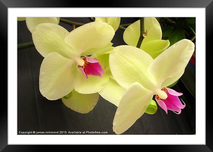 Orchid Duo Framed Mounted Print by james richmond