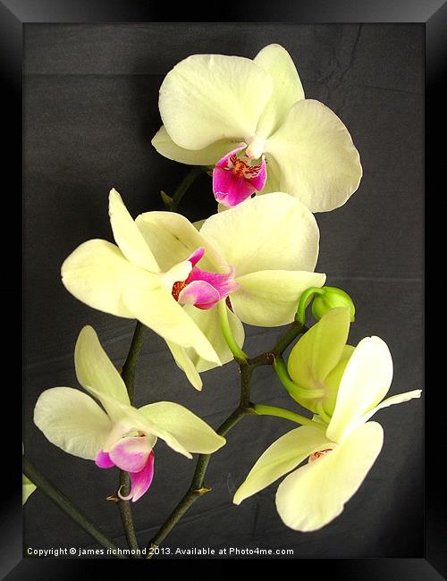 Orchid Blossom Framed Print by james richmond