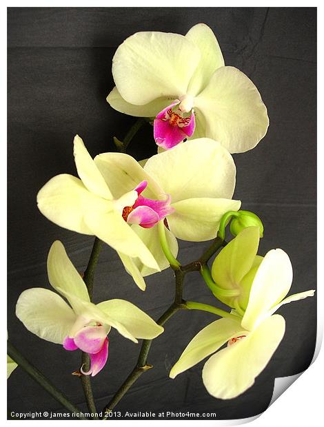 Orchid Blossom Print by james richmond