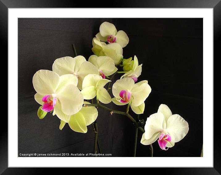 Orchids on Black Framed Mounted Print by james richmond