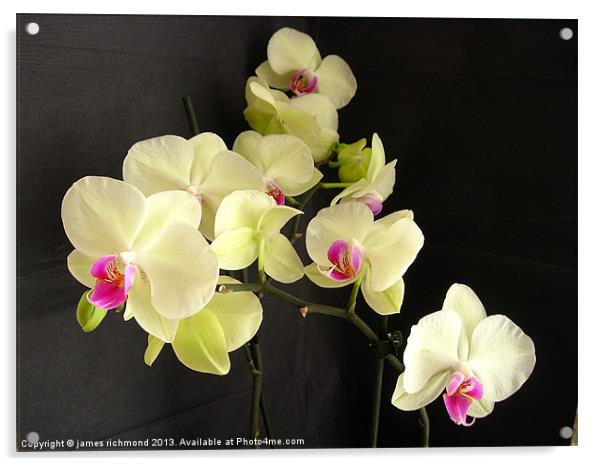 Orchids on Black Acrylic by james richmond