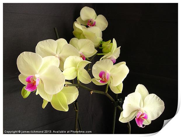 Orchids on Black Print by james richmond