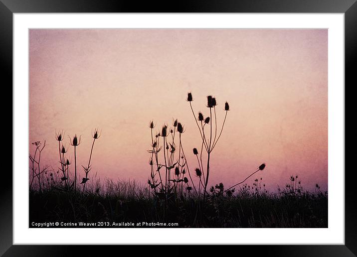 Thistles at sunset Framed Mounted Print by Corrine Weaver