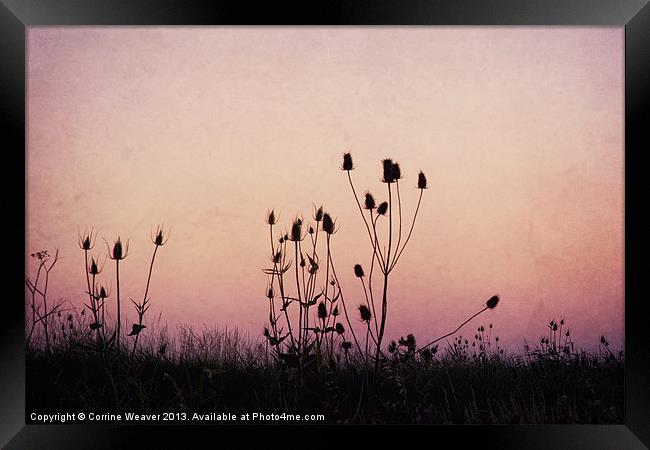 Thistles at sunset Framed Print by Corrine Weaver