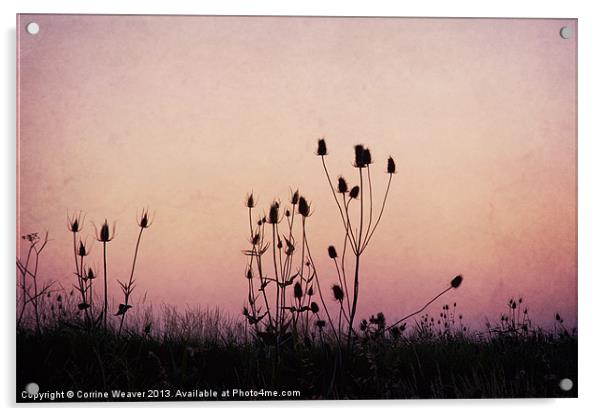 Thistles at sunset Acrylic by Corrine Weaver