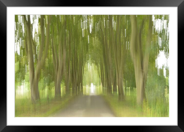 Abstract Trees Framed Mounted Print by Sarah Couzens