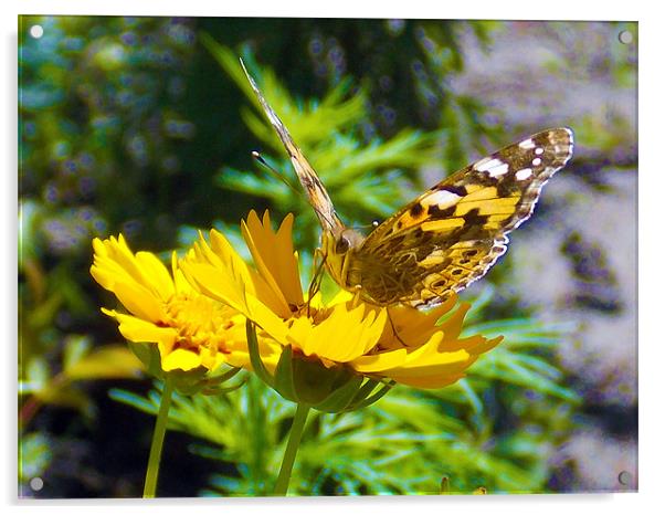 17325-buterfly on the flower Acrylic by elvira ladocki