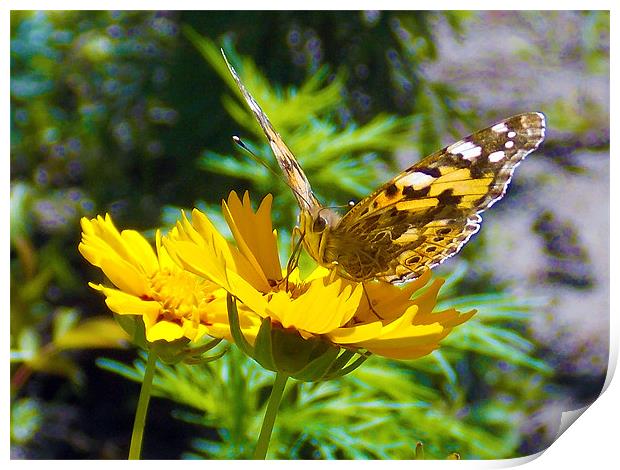 17325-buterfly on the flower Print by elvira ladocki