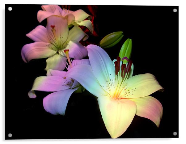 1769-multicolor lilys Acrylic by elvira ladocki