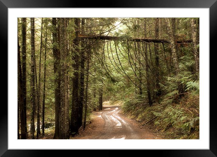 A bridge between trees Framed Mounted Print by Shara Burrows