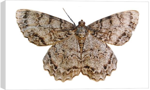 Moth Sillohette Canvas Print by james balzano, jr.