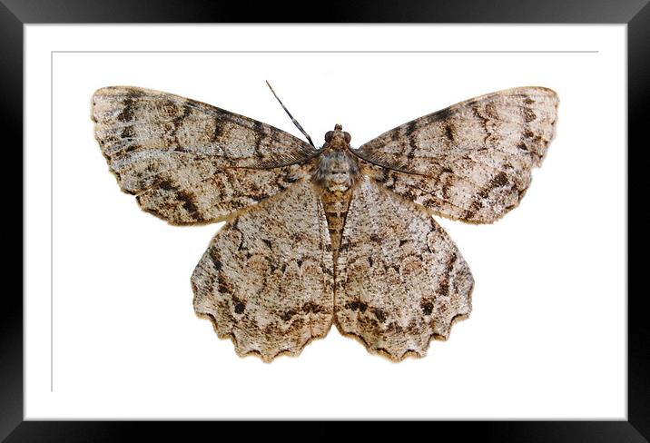 Moth Sillohette Framed Mounted Print by james balzano, jr.