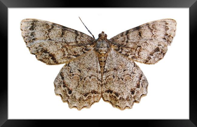 Moth Sillohette Framed Print by james balzano, jr.