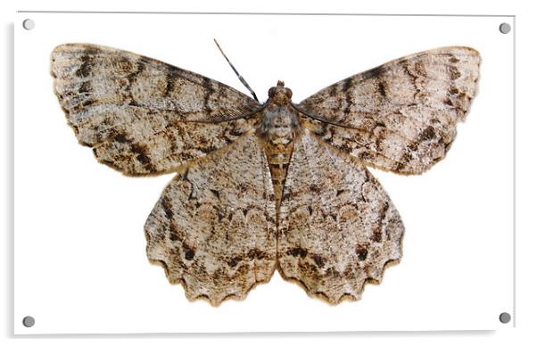 Moth Sillohette Acrylic by james balzano, jr.