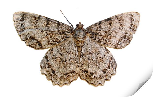 Moth Sillohette Print by james balzano, jr.