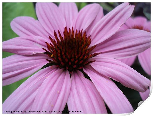 Big Purple Daisy Print by Pics by Jody Adams