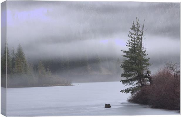 Lonely on the Lake Canvas Print by Shara Burrows