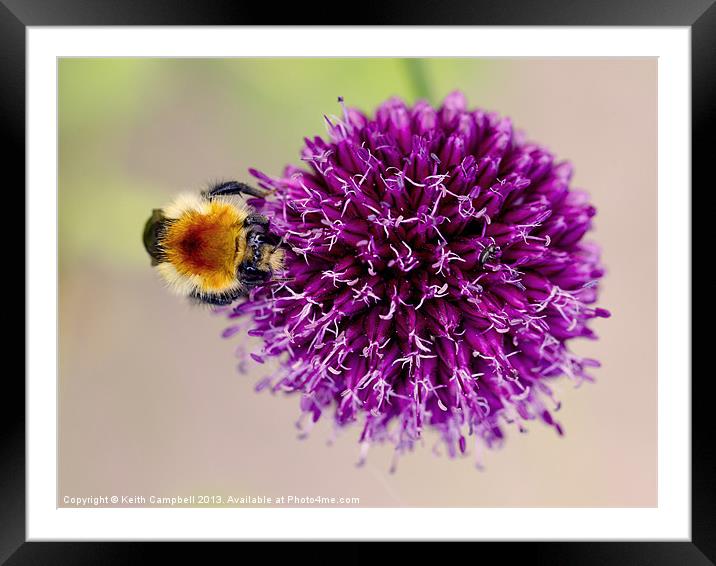 Searching for Pollen Framed Mounted Print by Keith Campbell