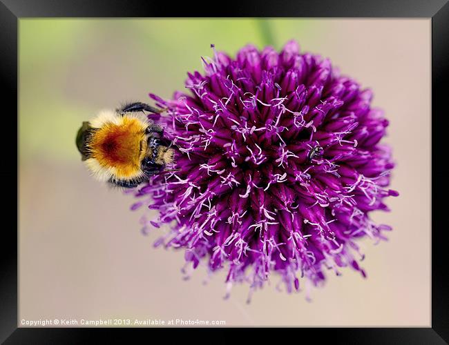 Searching for Pollen Framed Print by Keith Campbell