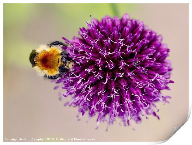 Searching for Pollen Print by Keith Campbell