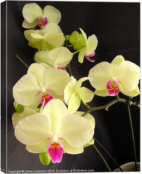 Orchid with Pot Canvas Print by james richmond