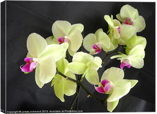 Orchid Flower Group Canvas Print by james richmond