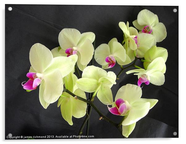 Orchid Flower Group Acrylic by james richmond