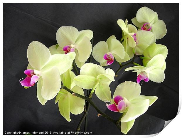 Orchid Flower Group Print by james richmond