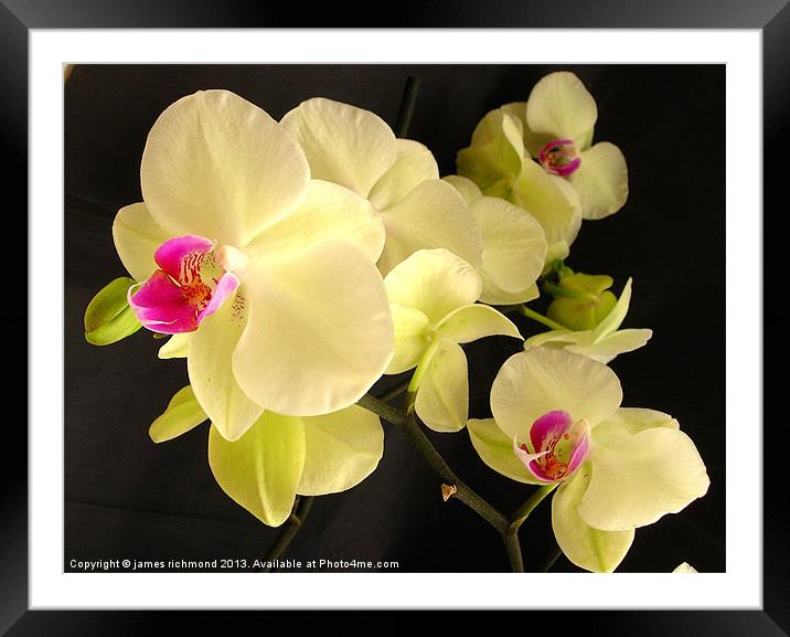 Orchid with Buds Framed Mounted Print by james richmond